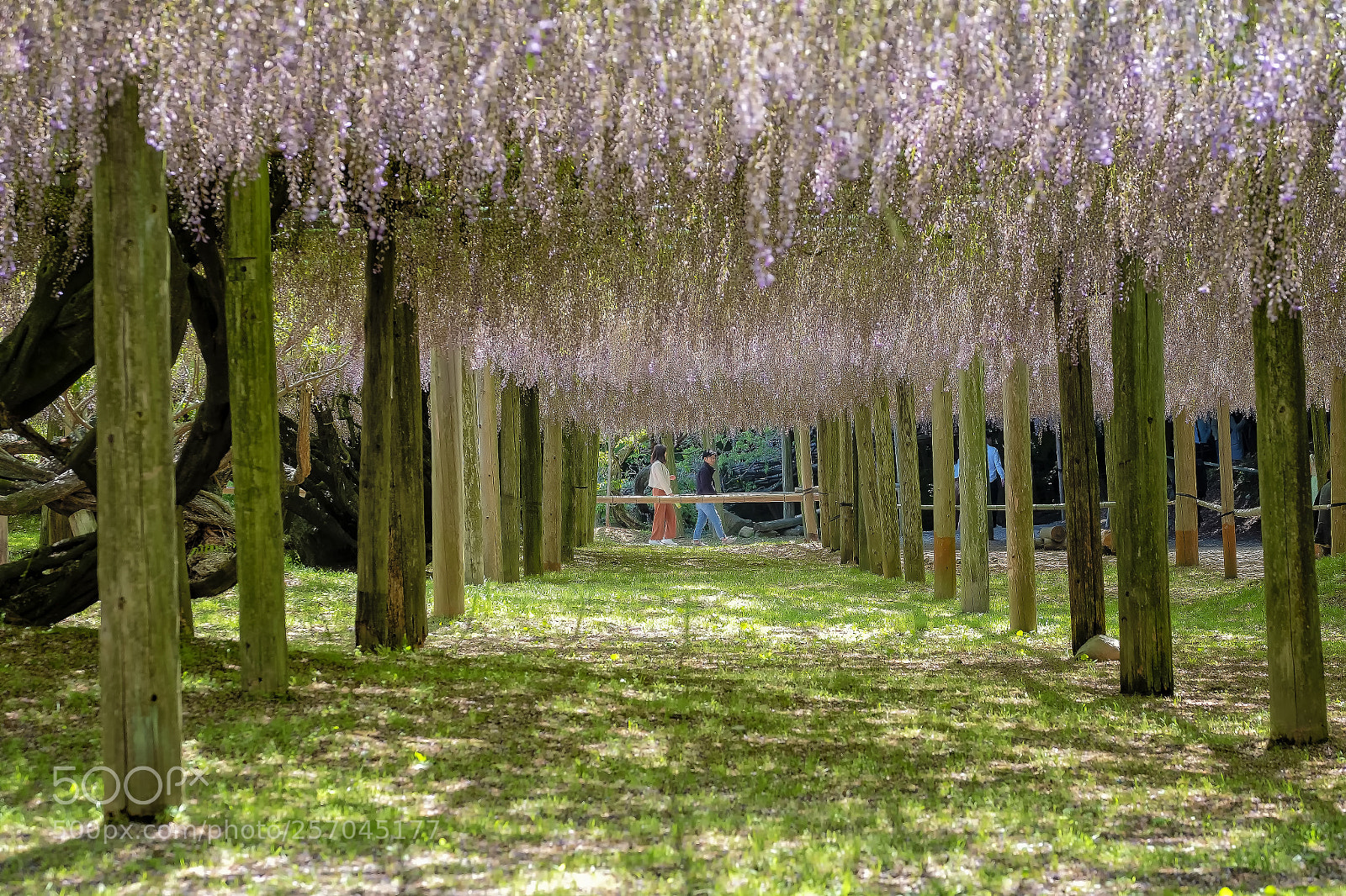 Fujifilm X-T2 sample photo. Kawachi fuji gardens photography