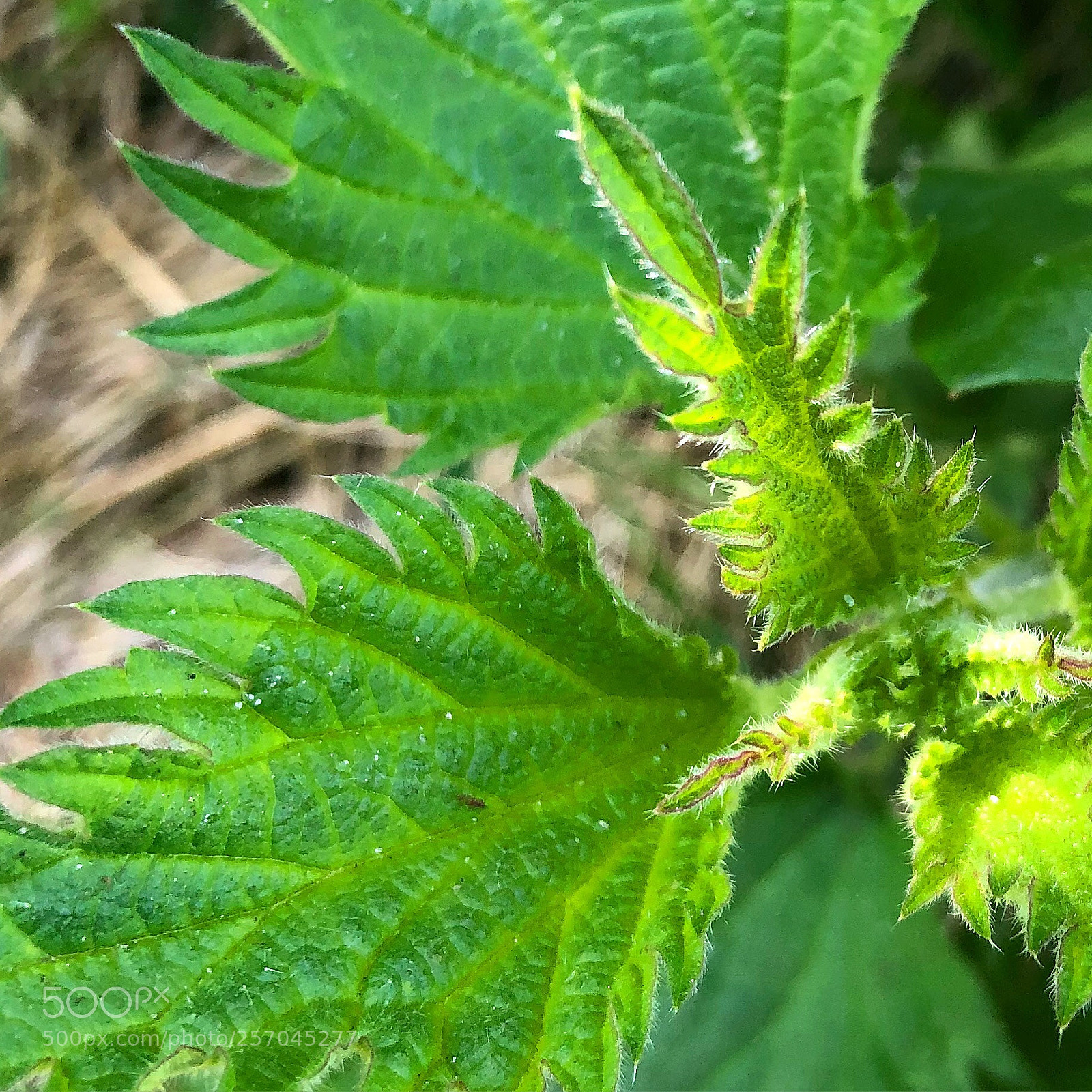 Apple iPhone 8 Plus sample photo. Wild green springbeauty photography