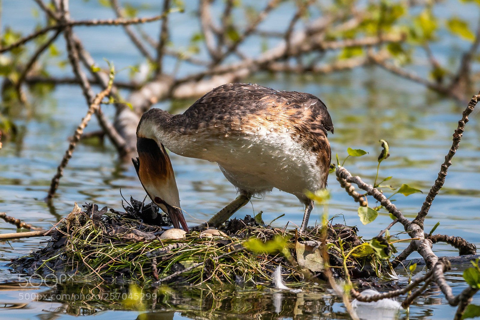 Nikon D500 sample photo. Great crested grebe nesting photography