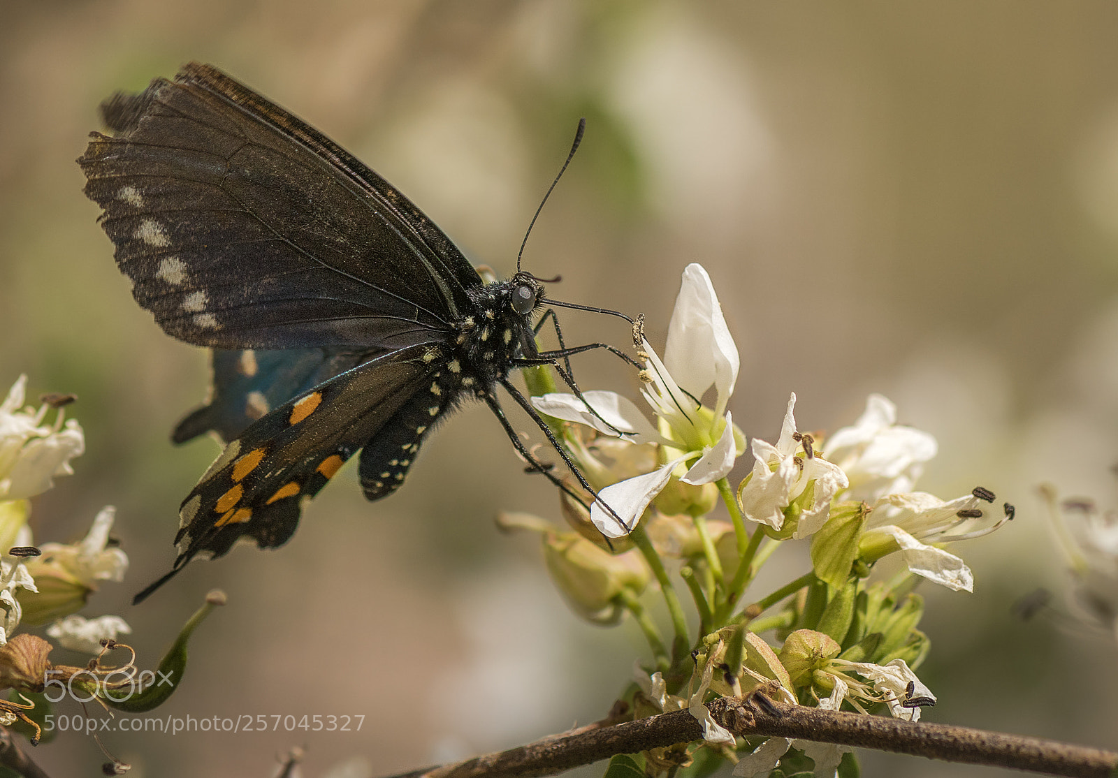 Nikon D500 sample photo. Pipevine swallowtail photography