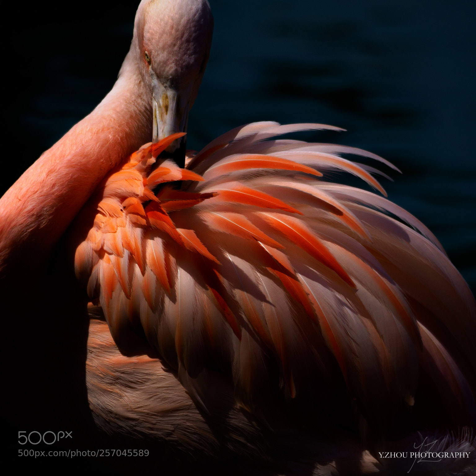 Olympus OM-D E-M1 Mark II sample photo. Flamingo photography