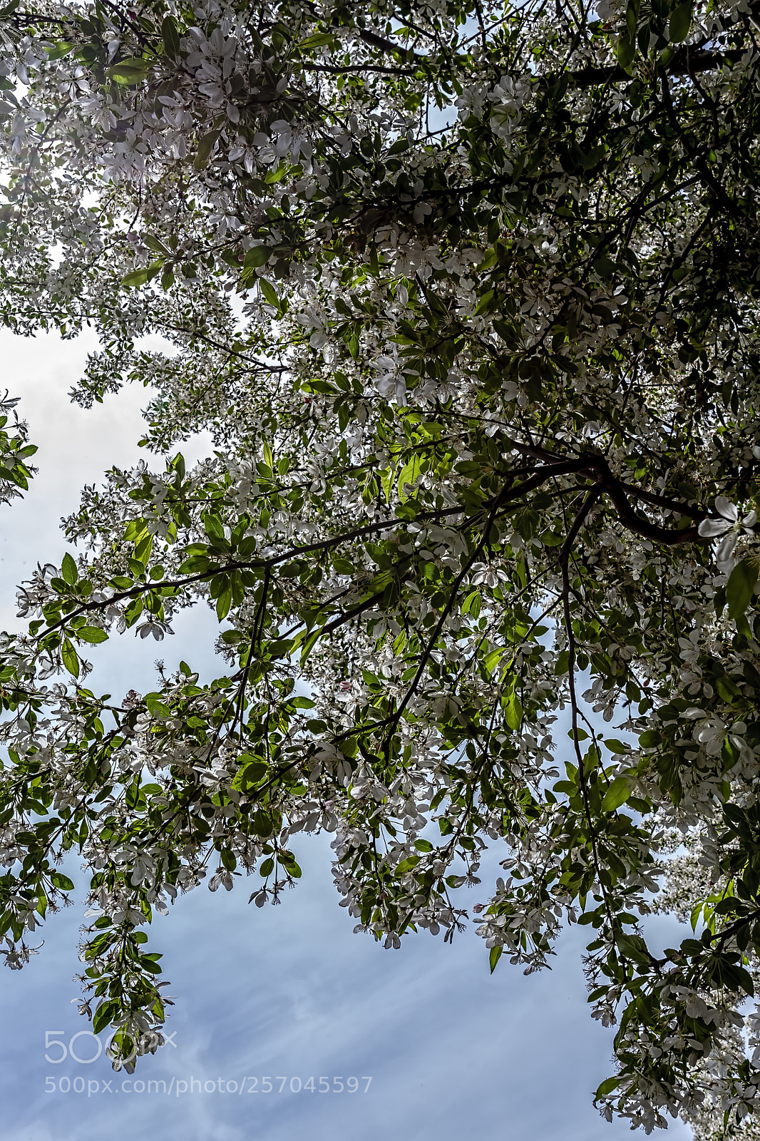 Canon EOS 5D Mark II sample photo. Flowering trees photography