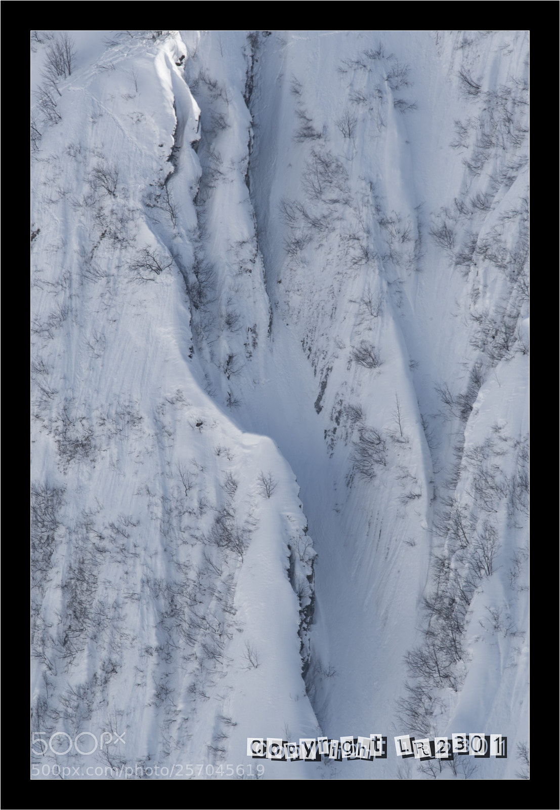 Nikon D500 sample photo. Chamois photography