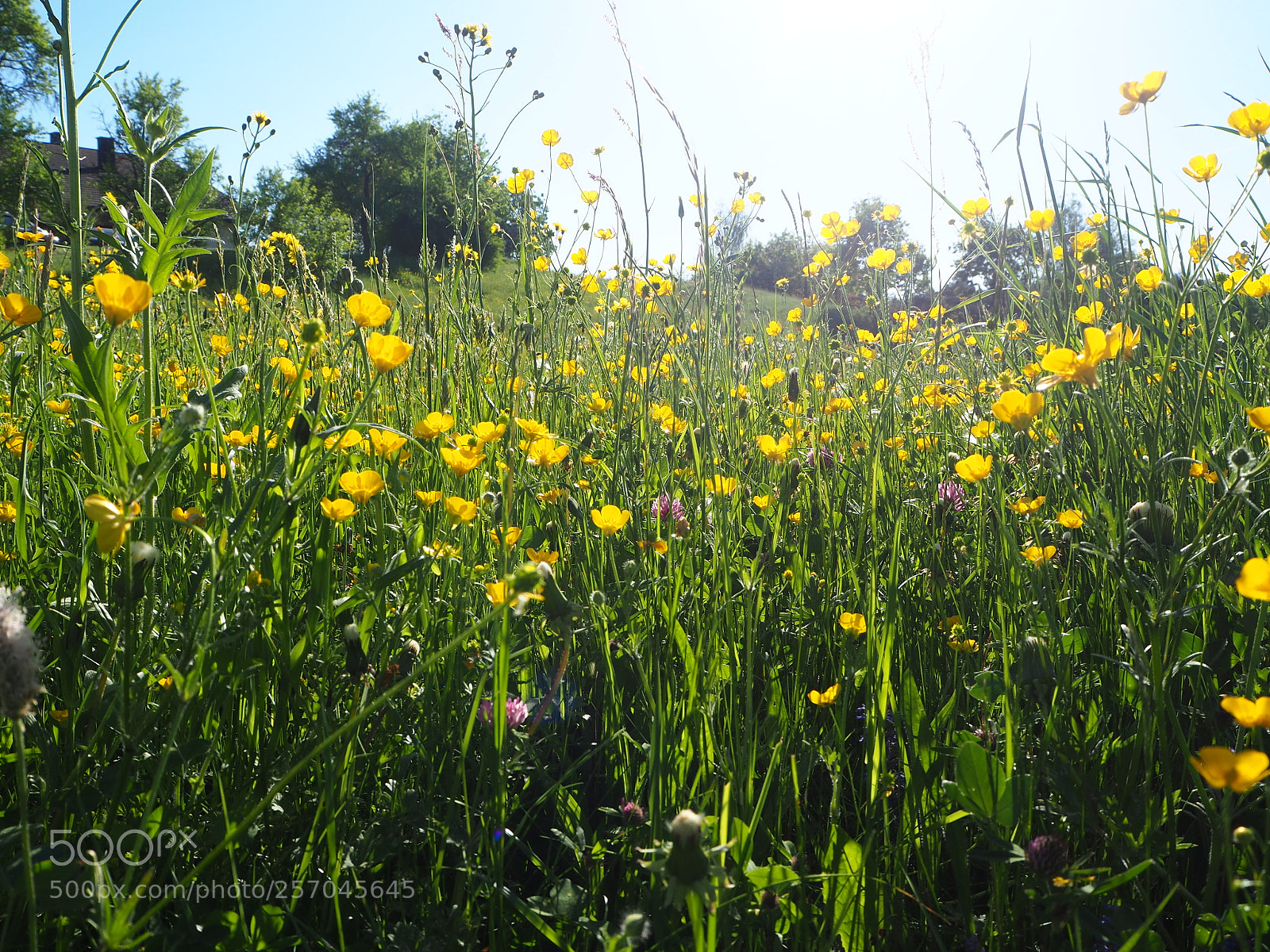 Olympus OM-D E-M10 II sample photo. Blumenwiese photography