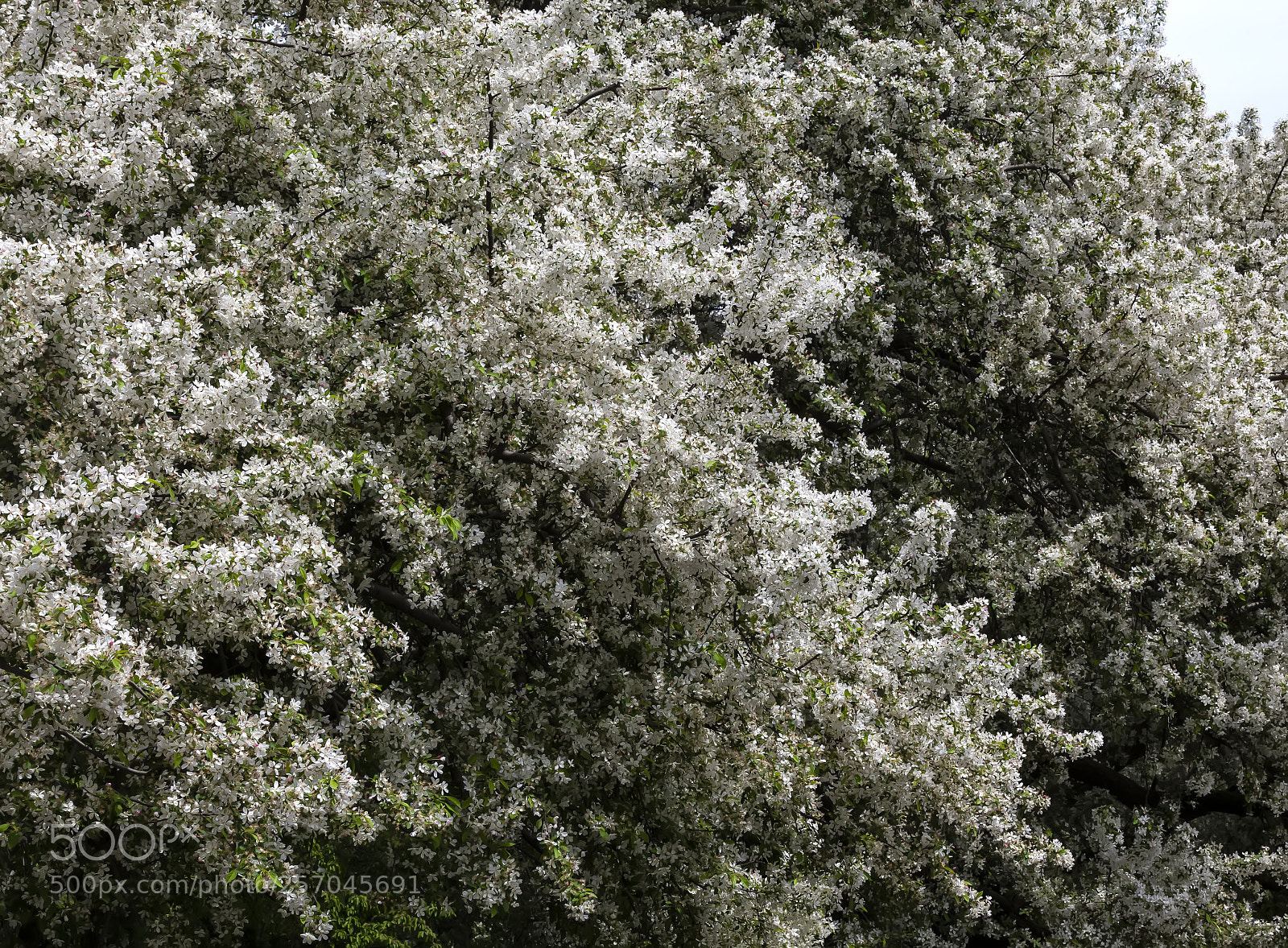 Canon EOS 5D Mark II sample photo. Flowering trees photography