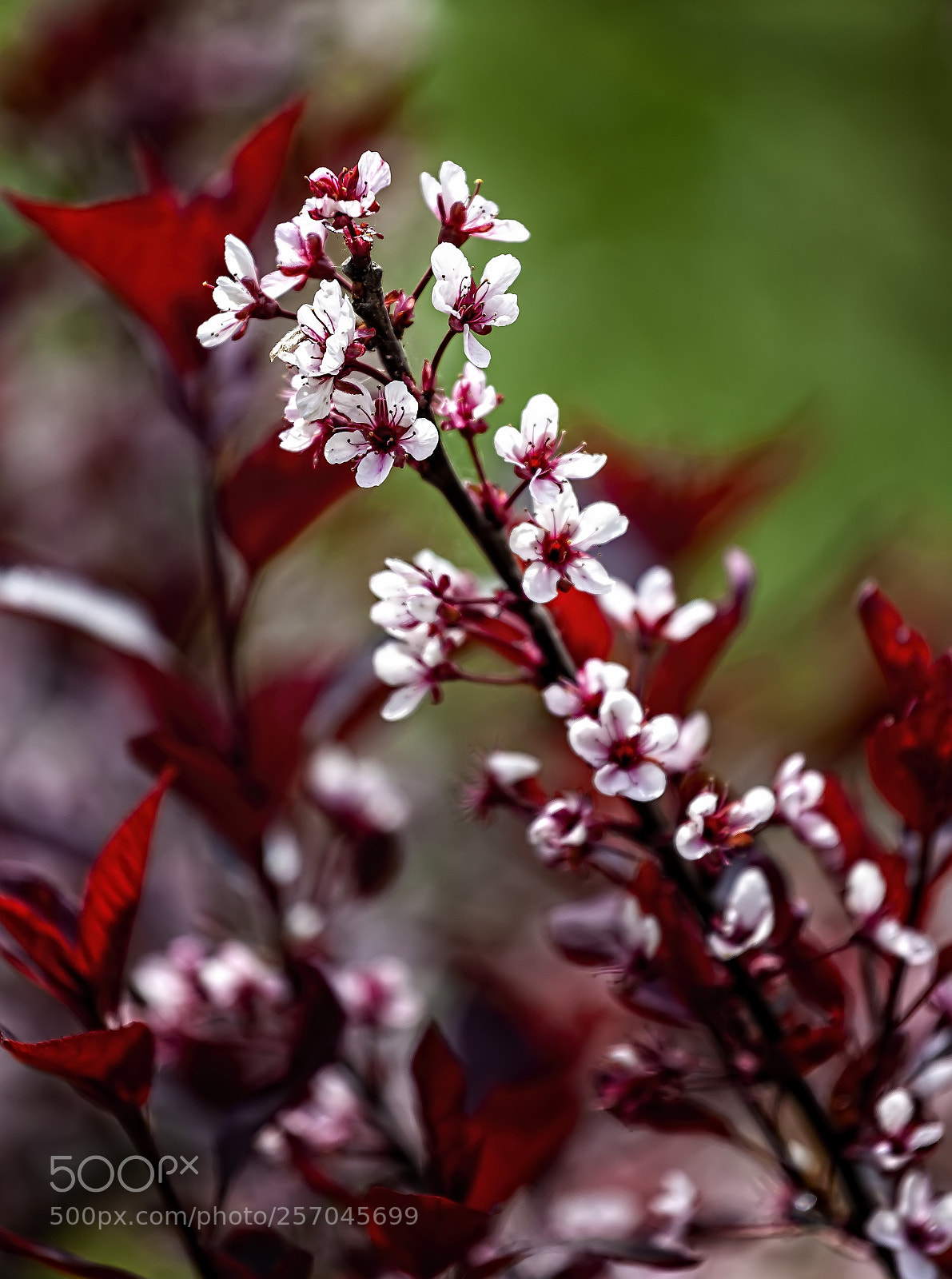 Canon EOS 5D Mark II sample photo. Spring flowers photography