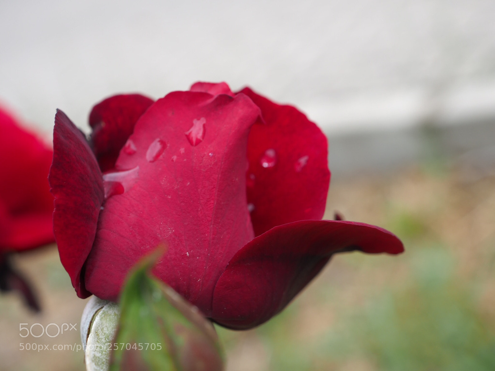 Olympus OM-D E-M10 sample photo. Rain and red rose  photography