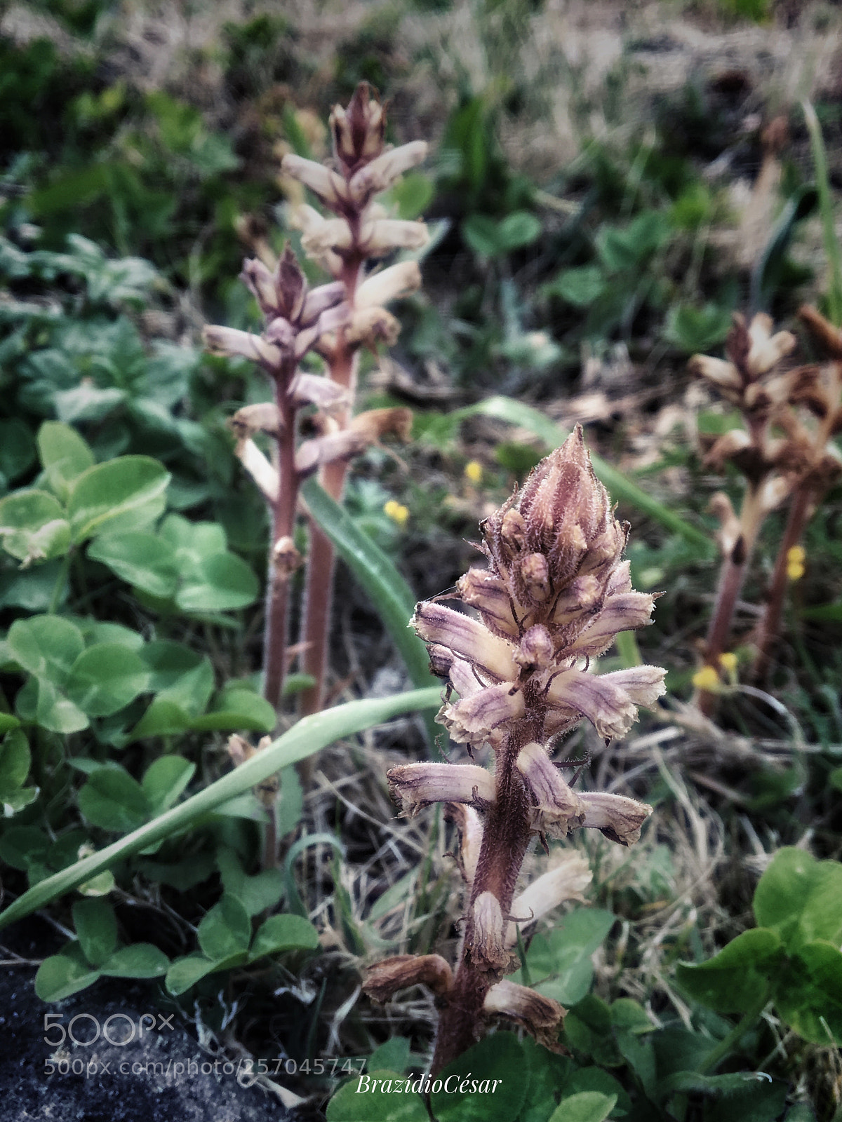 Apple iPhone 6s sample photo. Untitled photography