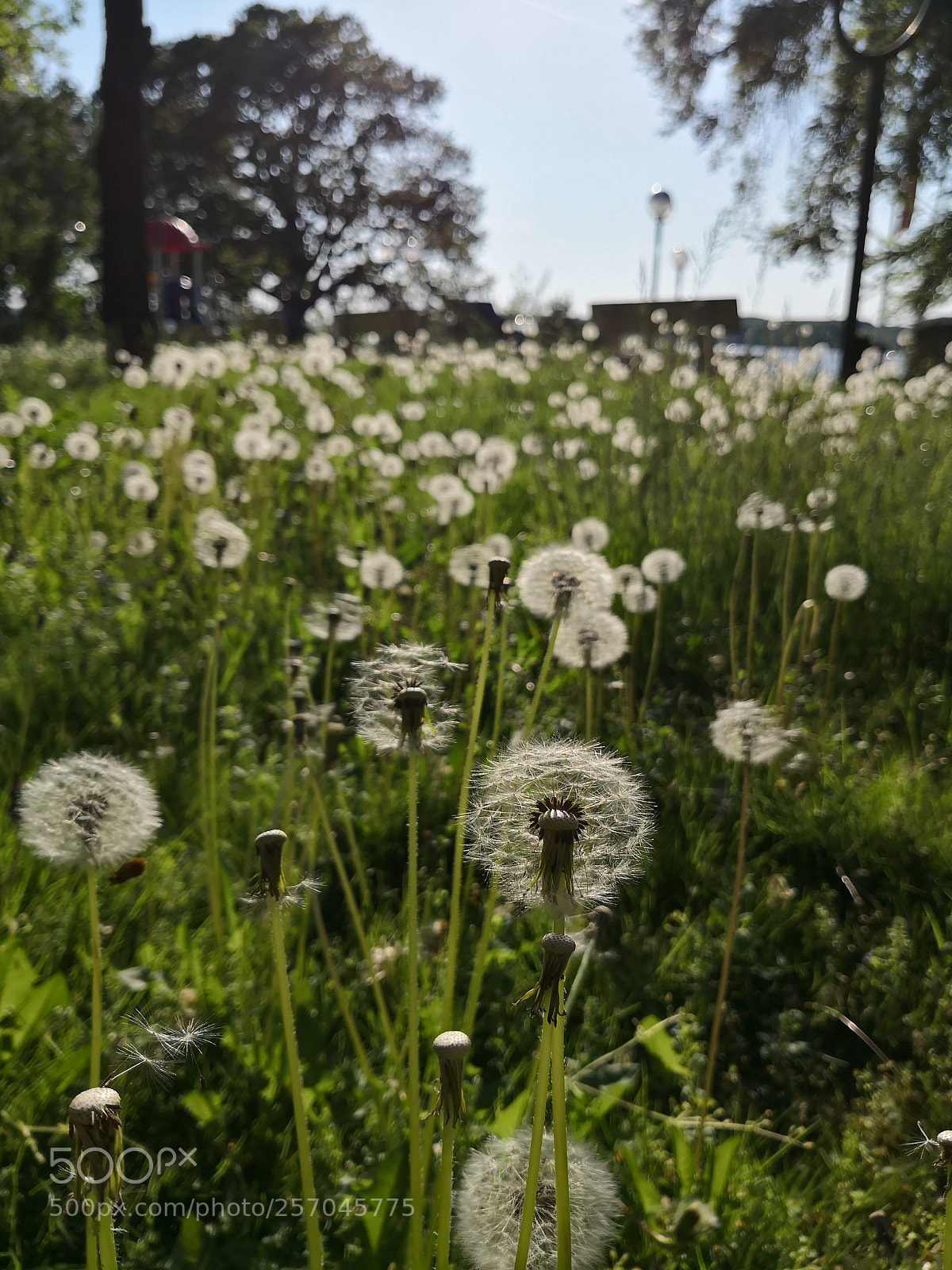 HUAWEI Mate 10 Pro sample photo. Untitled photography