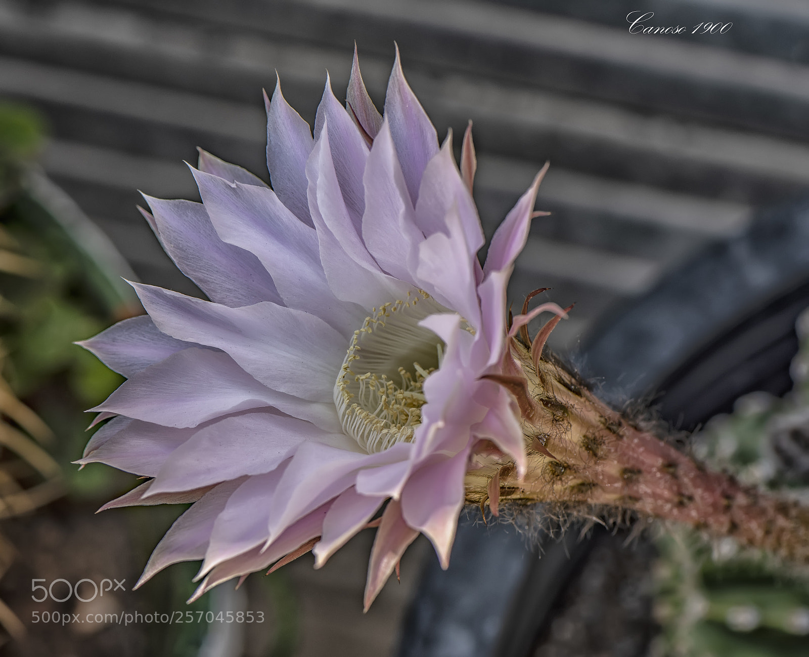 Nikon D810 sample photo. Flor cactus photography