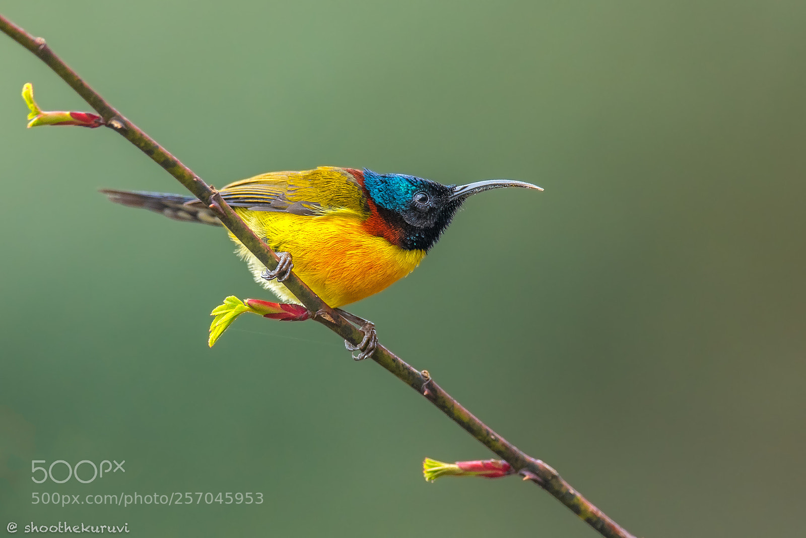 Nikon D750 sample photo. Green-tailed sunbird photography
