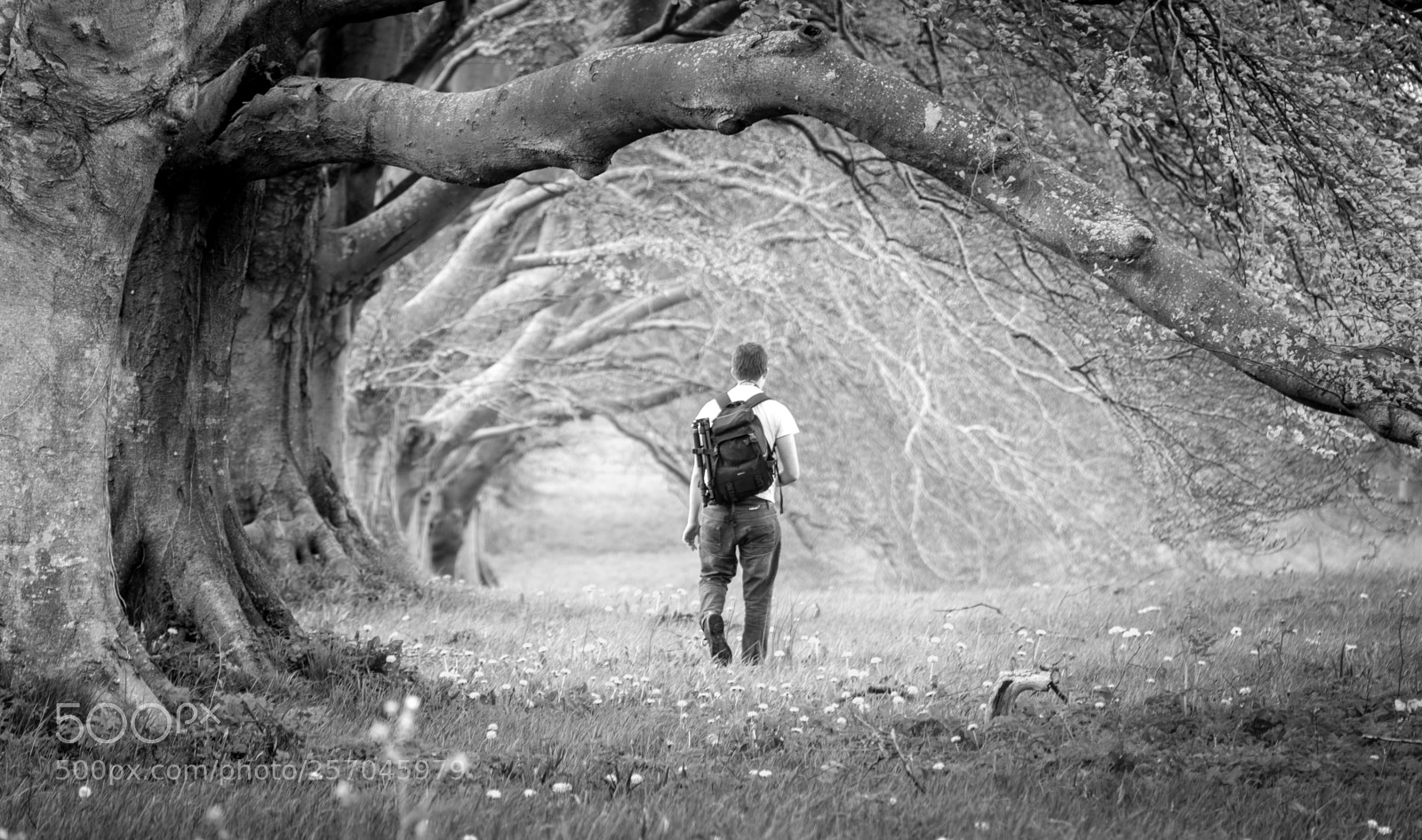 Nikon D750 sample photo. Through the arches photography