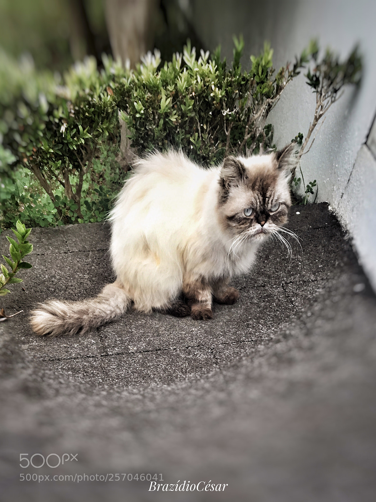Apple iPhone 6s sample photo. Untitled photography