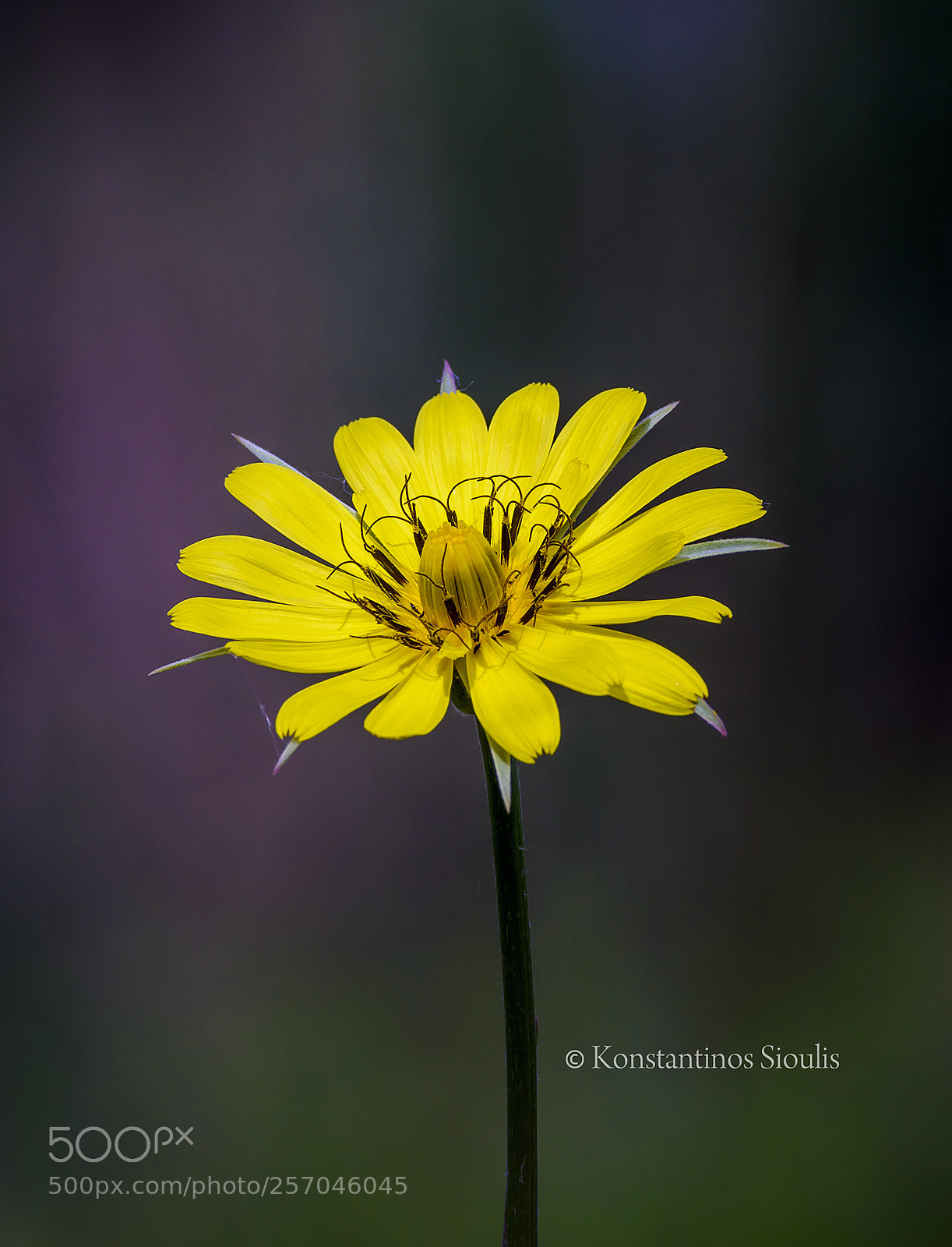 Nikon D7200 sample photo. Untitled photography