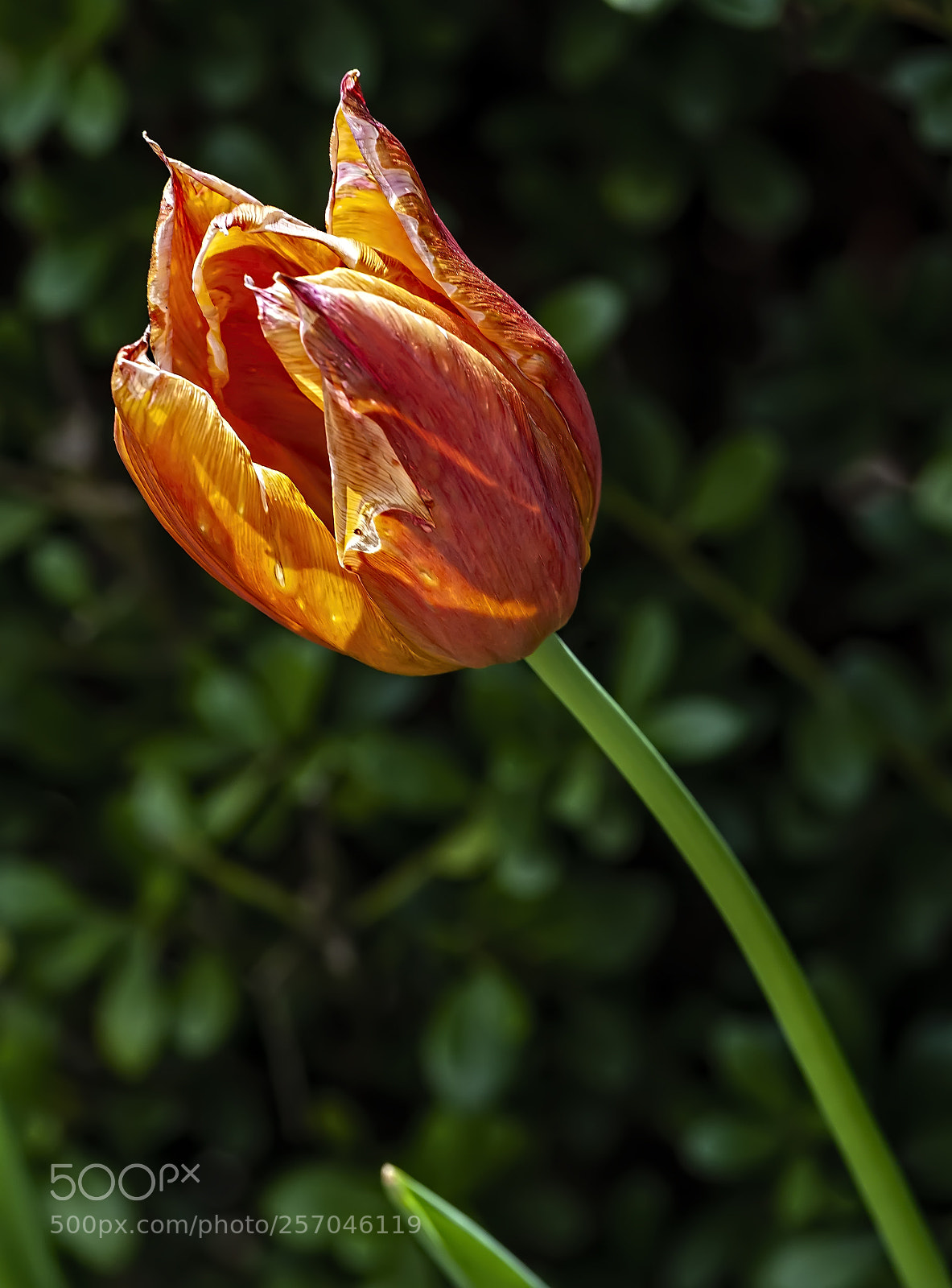 Canon EOS 5D Mark II sample photo. Orange tulip photography