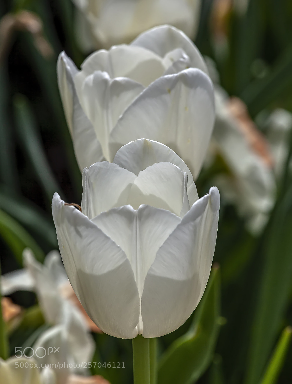 Canon EOS 5D Mark II sample photo. White tulips photography
