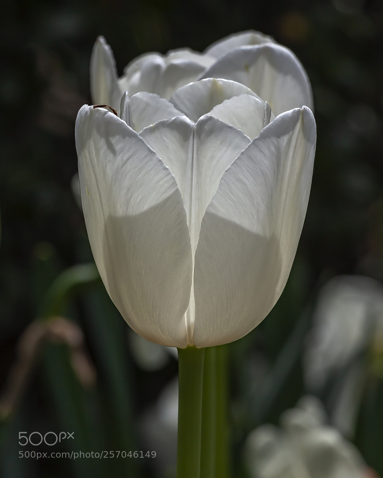Canon EOS 5D Mark II sample photo. White tulip photography