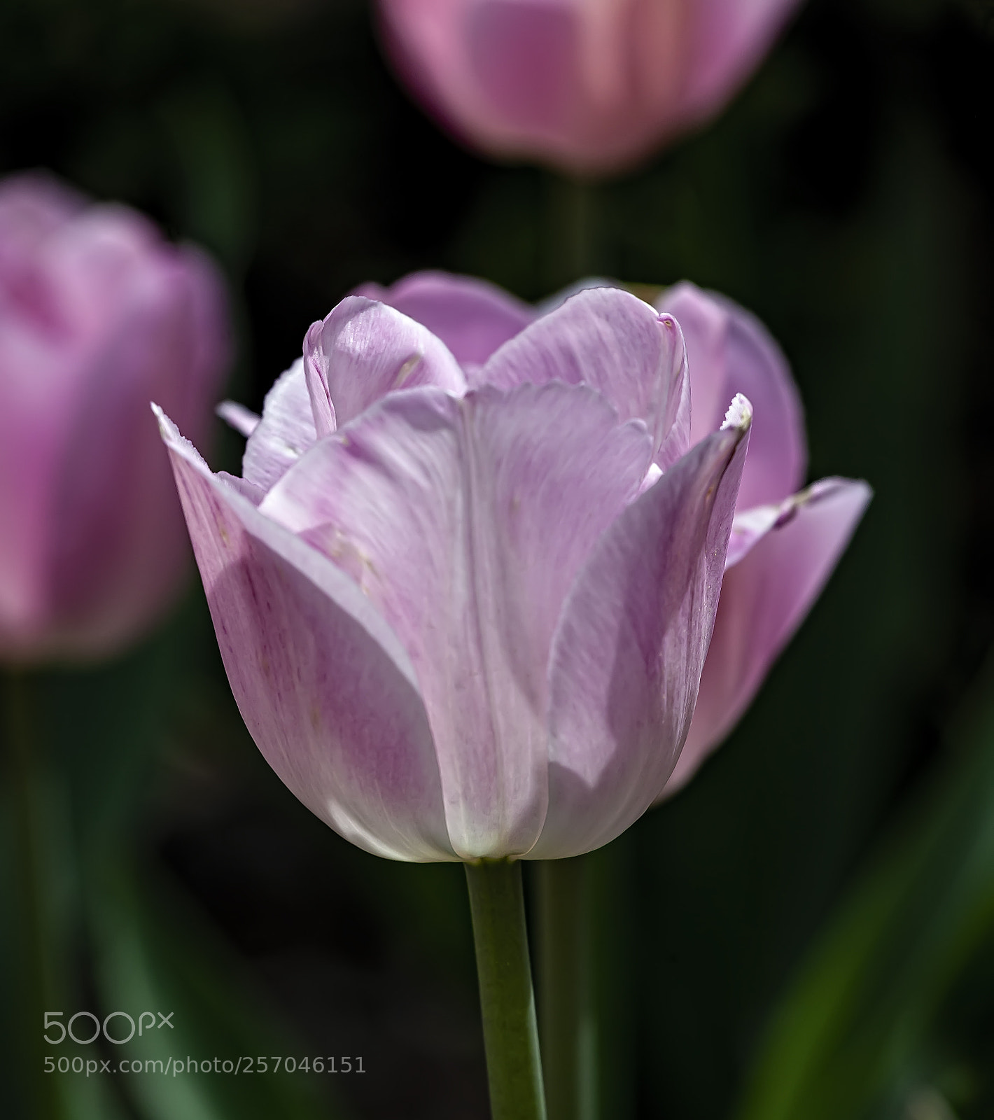 Canon EOS 5D Mark II sample photo. Tulips photography