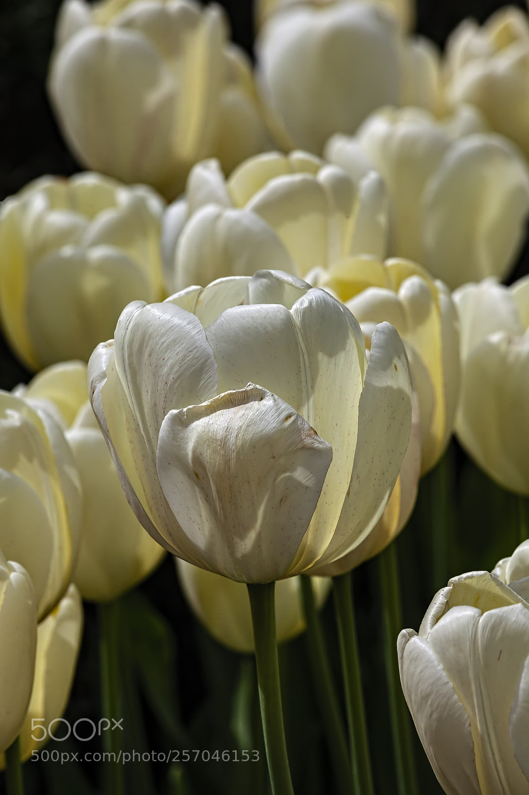 Canon EOS 5D Mark II sample photo. Tulips photography