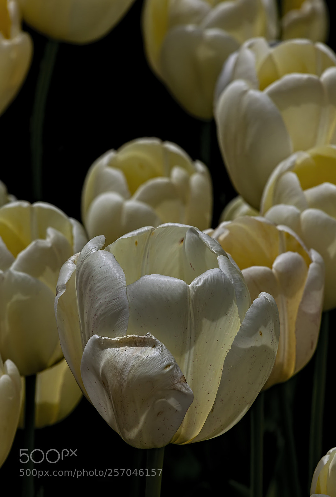 Canon EOS 5D Mark II sample photo. Tulips photography