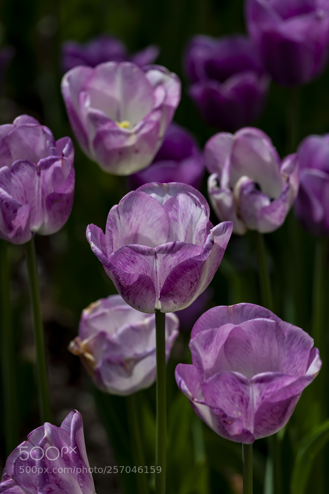 Canon EOS 5D Mark II sample photo. Tulips photography