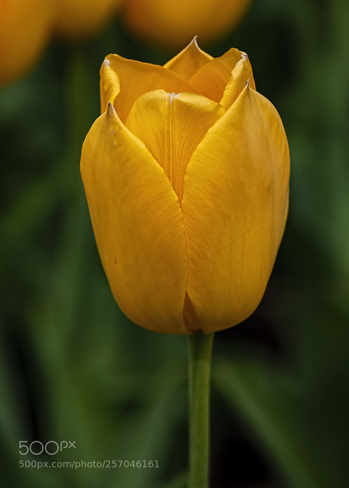 Canon EOS 5D Mark II sample photo. Tulip photography