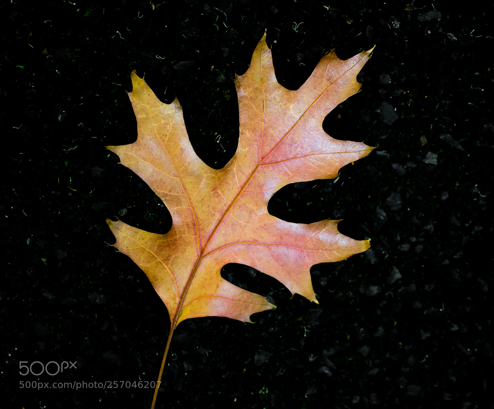 Sony a6000 sample photo. Beauty in nature photography