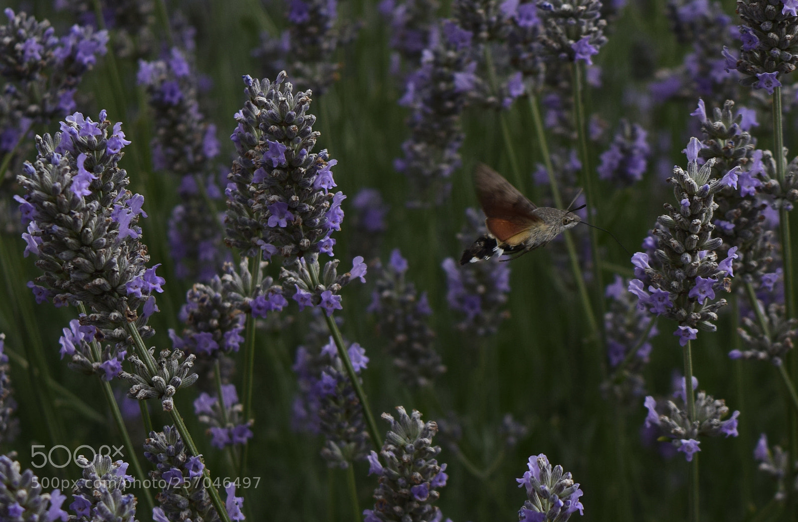 Nikon D3300 sample photo. Sweet purple photography