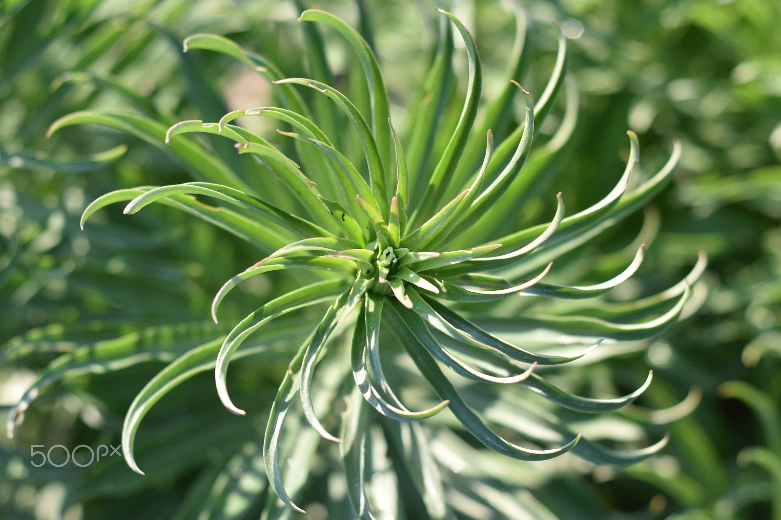 AF Nikkor 50mm f/1.8 sample photo. Green fantasy photography