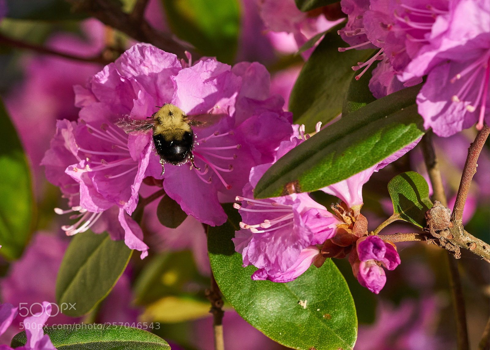Sony a7R II sample photo. Bumble bee on rhododendron photography