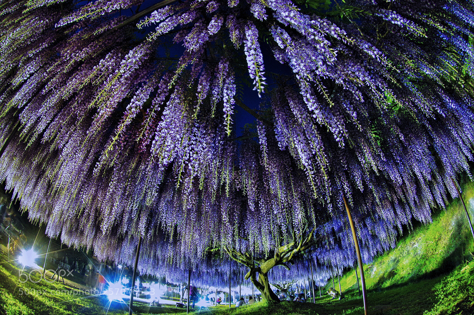 Pentax K-1 sample photo. Wisteria shower photography