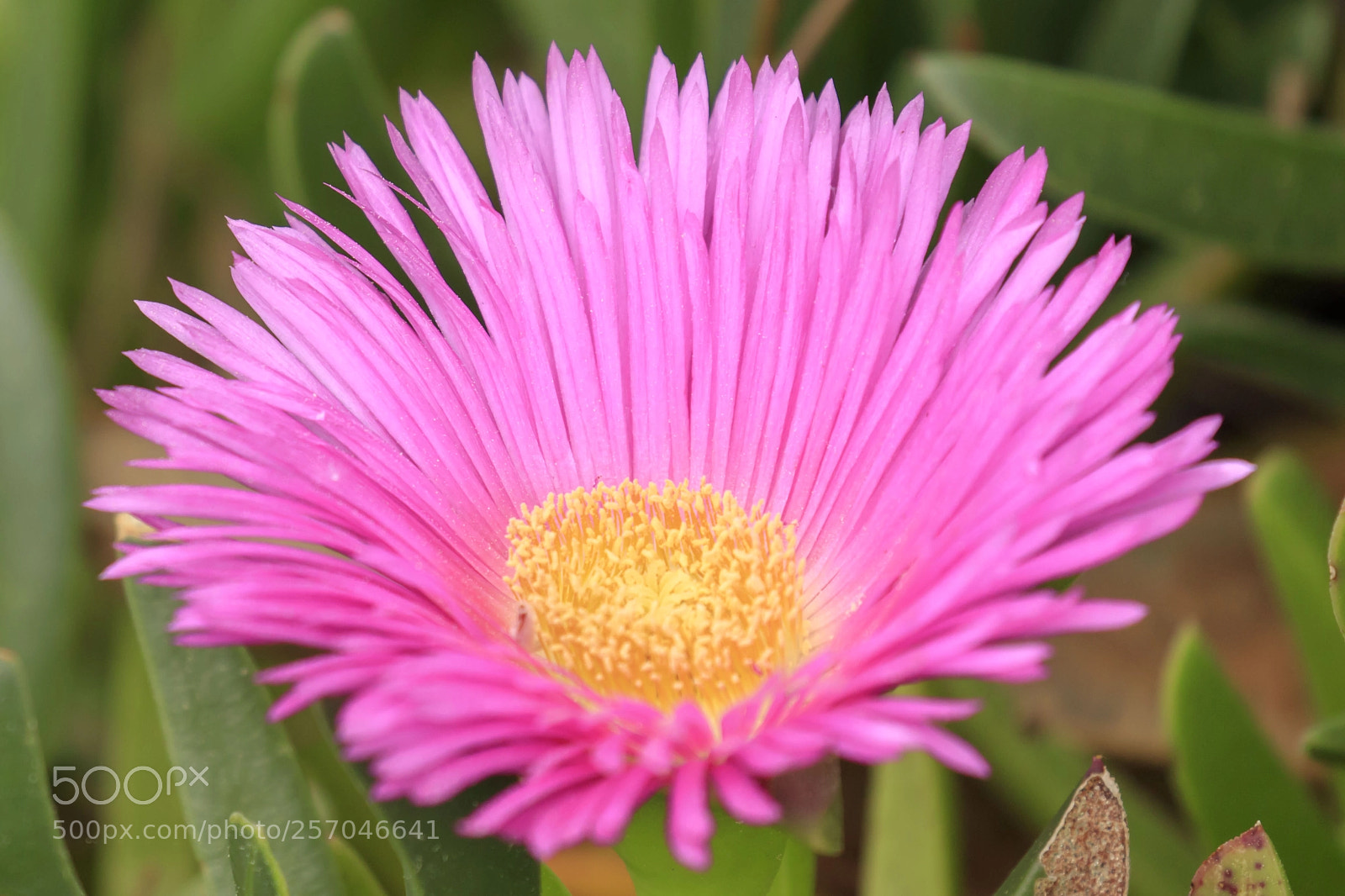 Canon EOS 5DS sample photo. Pink flower photography