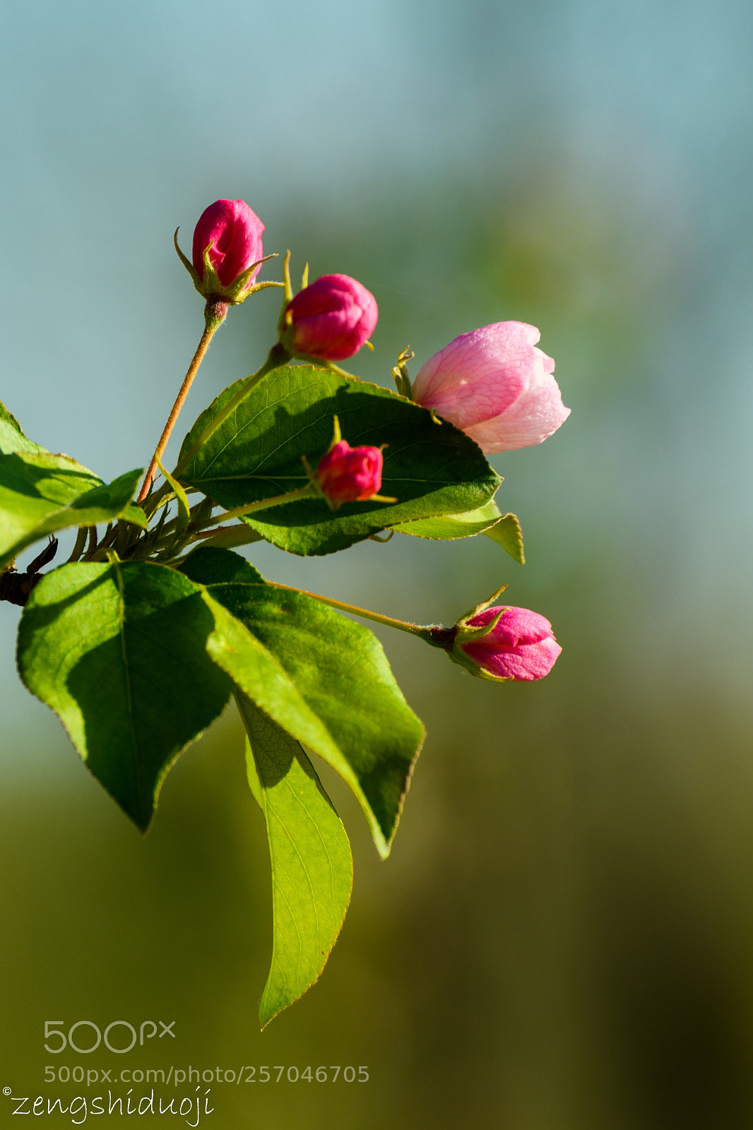 Nikon D500 sample photo. 五月花 photography