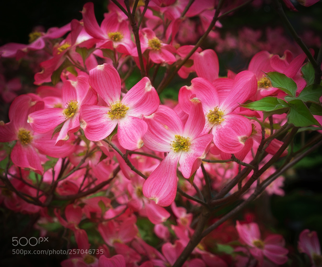 Sony a7R III sample photo. Pink dogwood photography