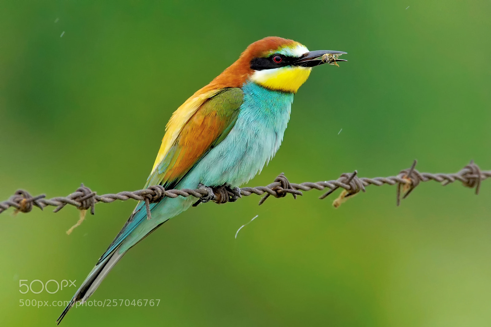 Sony ILCA-77M2 sample photo. European bee-eater / merops apiaster photography