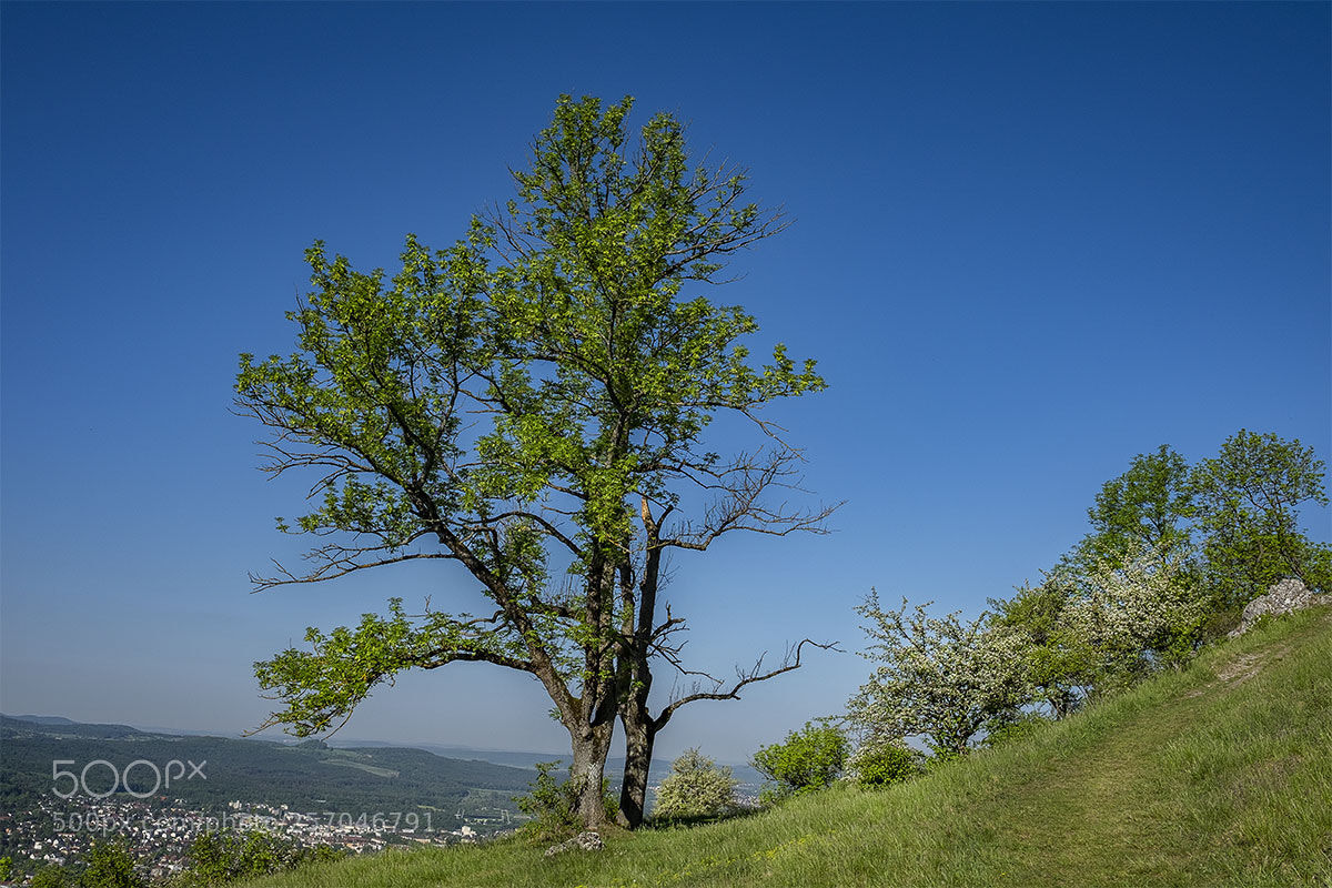 Fujifilm X-T1 sample photo. Eningen 080518-002 photography