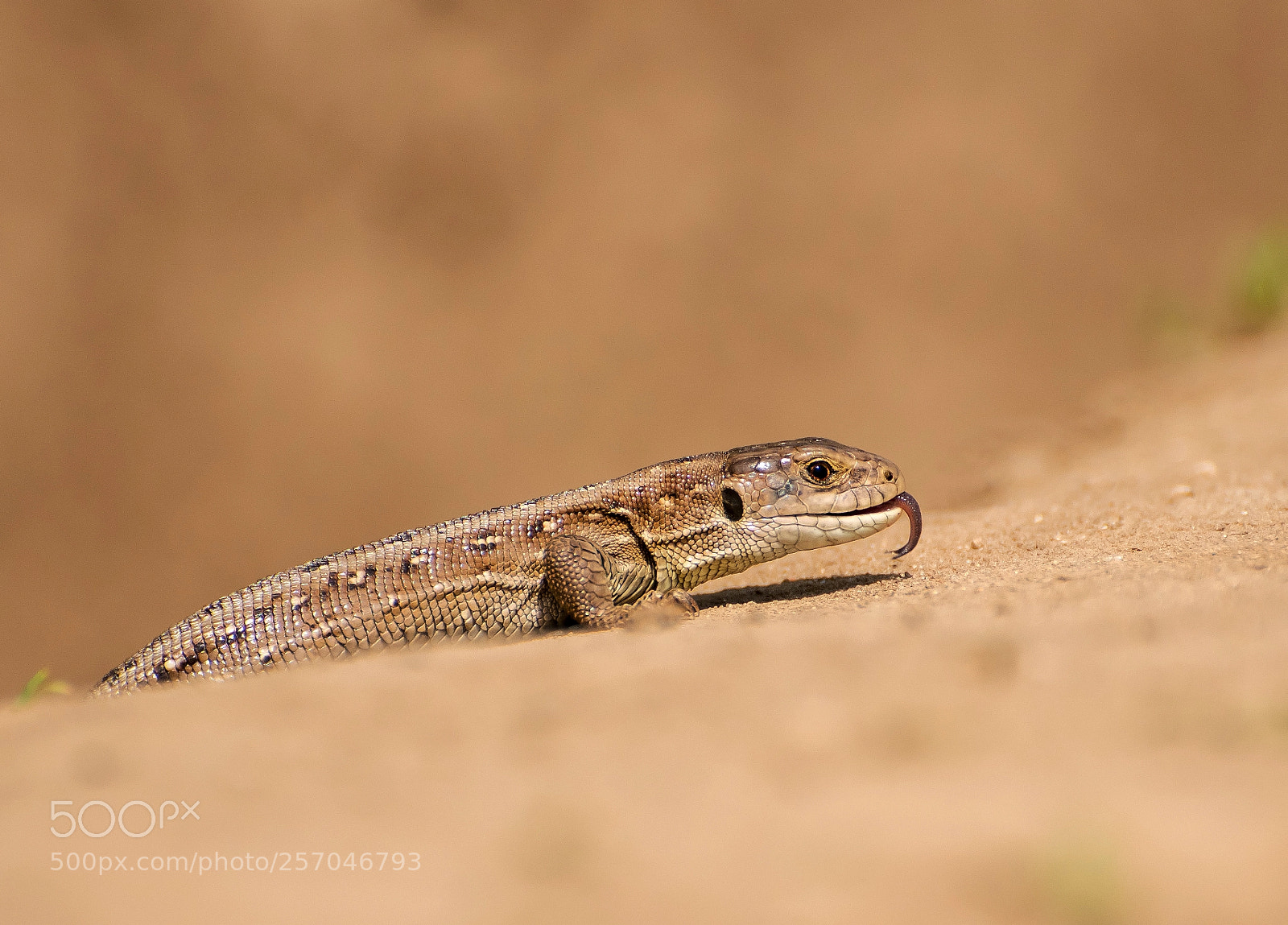 Nikon D850 sample photo. Viviparous lizard photography