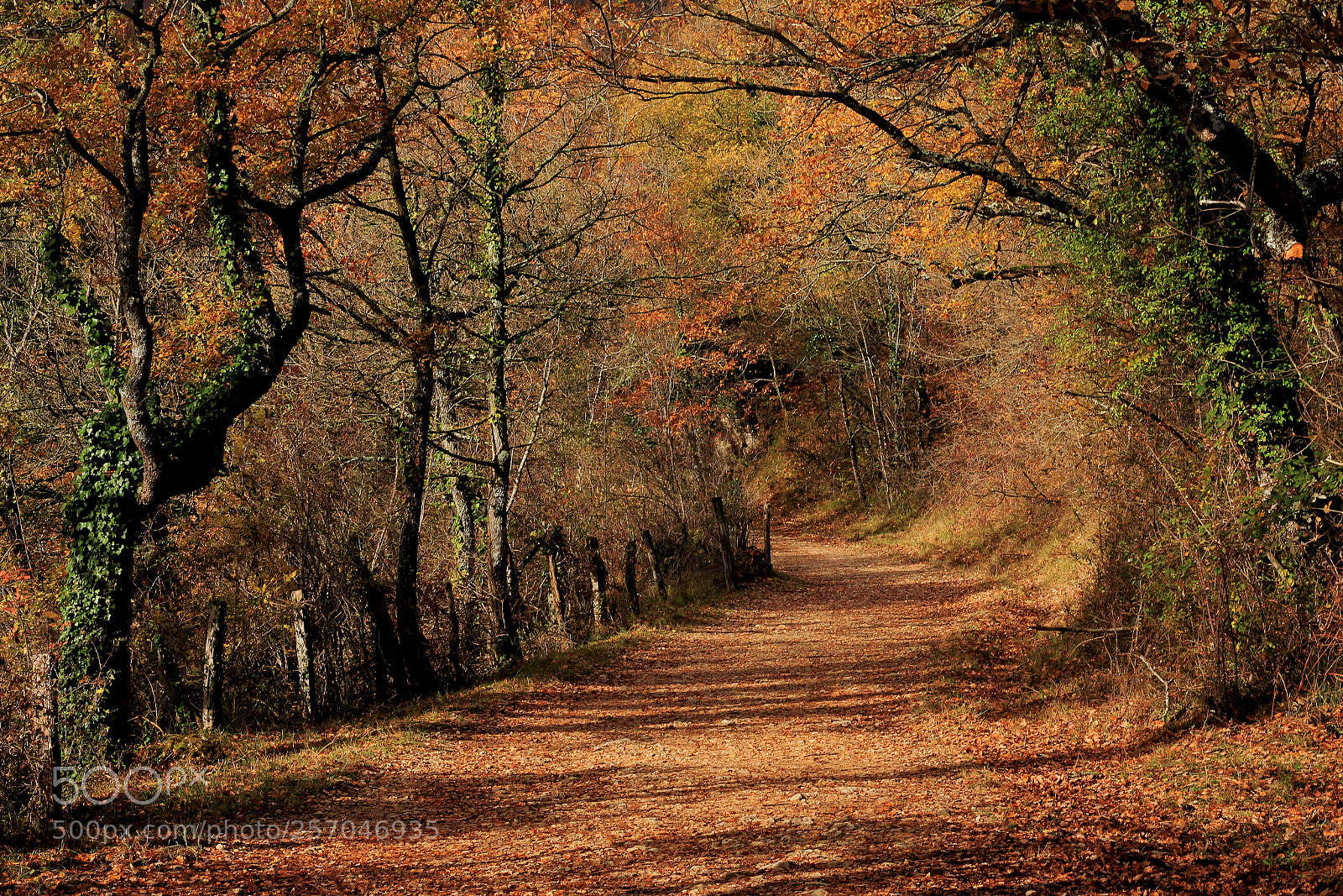 Canon EOS 60D sample photo. Light into the woods photography