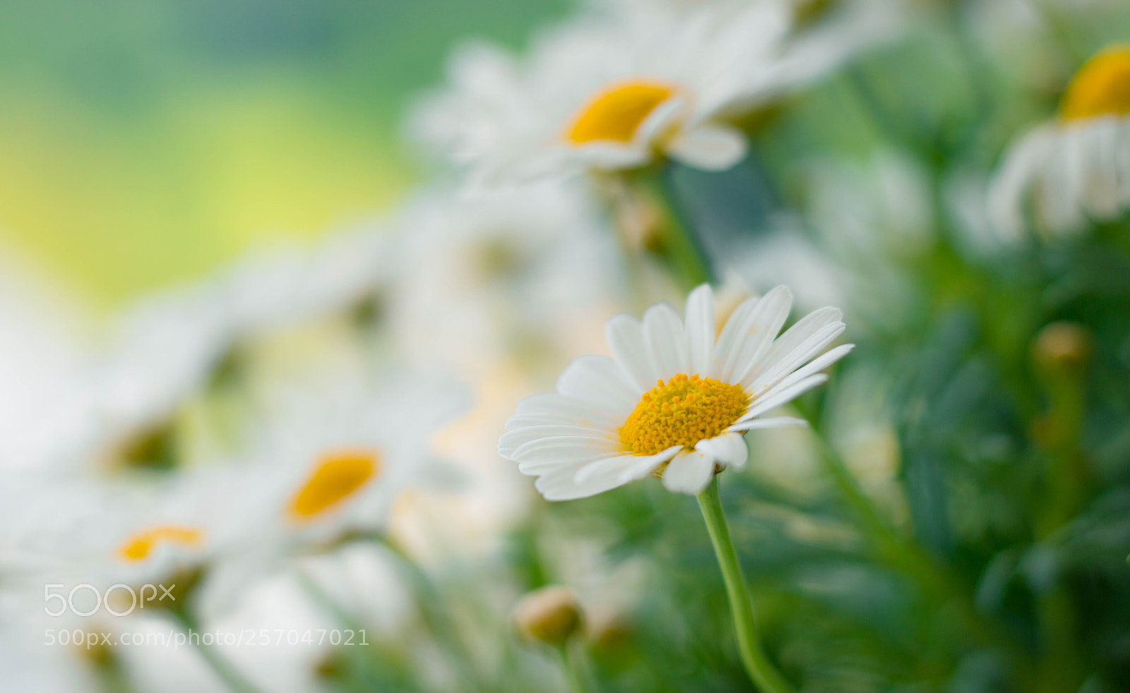 Canon EOS 750D (EOS Rebel T6i / EOS Kiss X8i) sample photo. Beautiful summer daisy flower photography