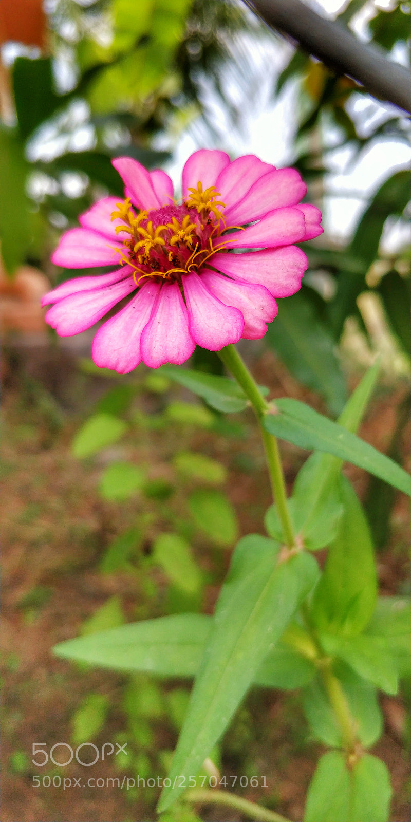 OnePlus 5T sample photo. Garden flower photography