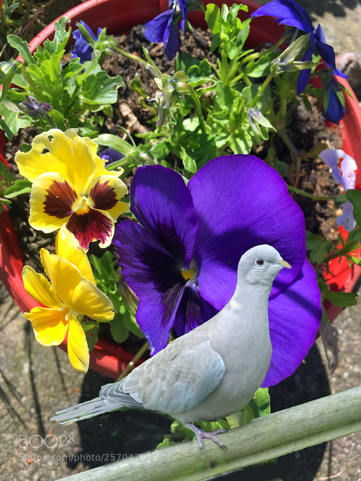 Apple iPhone 6s sample photo. Dove & pansies photography