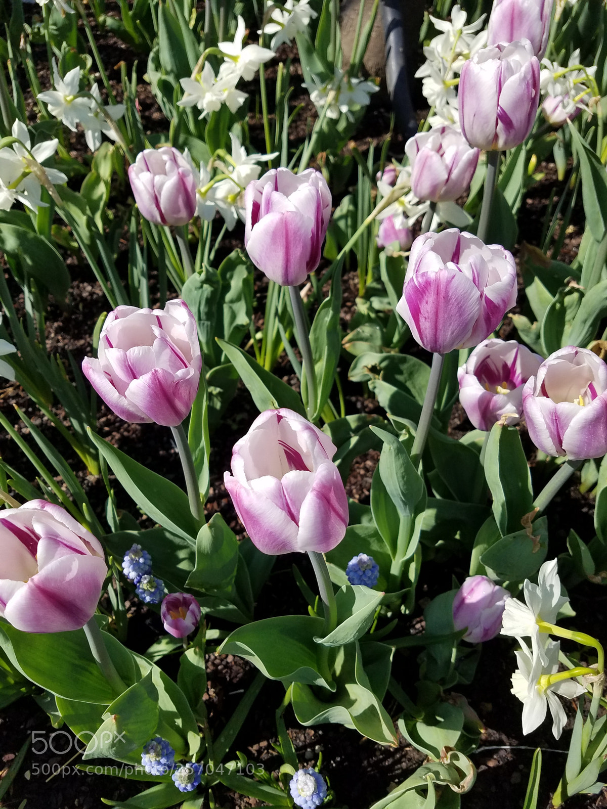Samsung Galaxy S7 sample photo. Spring tulips.jpg photography