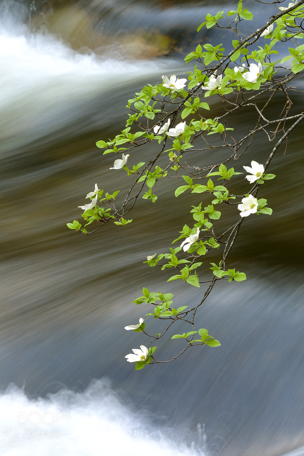 Nikon D800E sample photo. Dogwoods photography