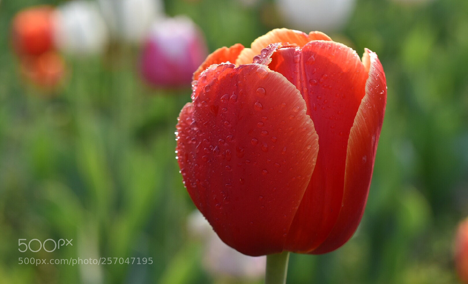 Nikon D5500 sample photo. Tulip8 photography