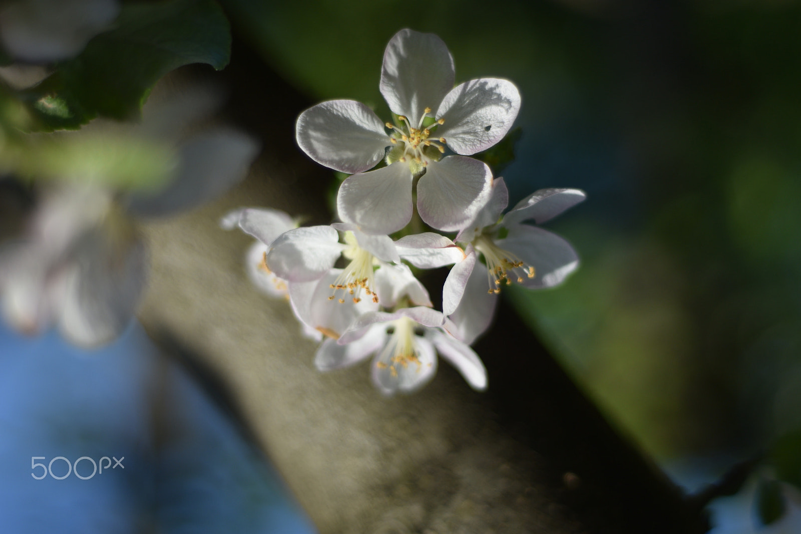 AF Nikkor 50mm f/1.8 sample photo. Apple tree flowers photography