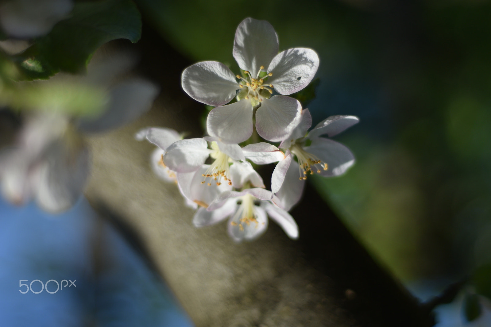 Nikon D7200 + AF Nikkor 50mm f/1.8 sample photo. Apple tree flowers photography