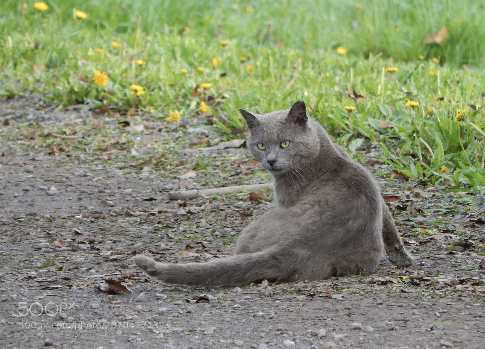Nikon Coolpix L820 sample photo. Mean cat photography