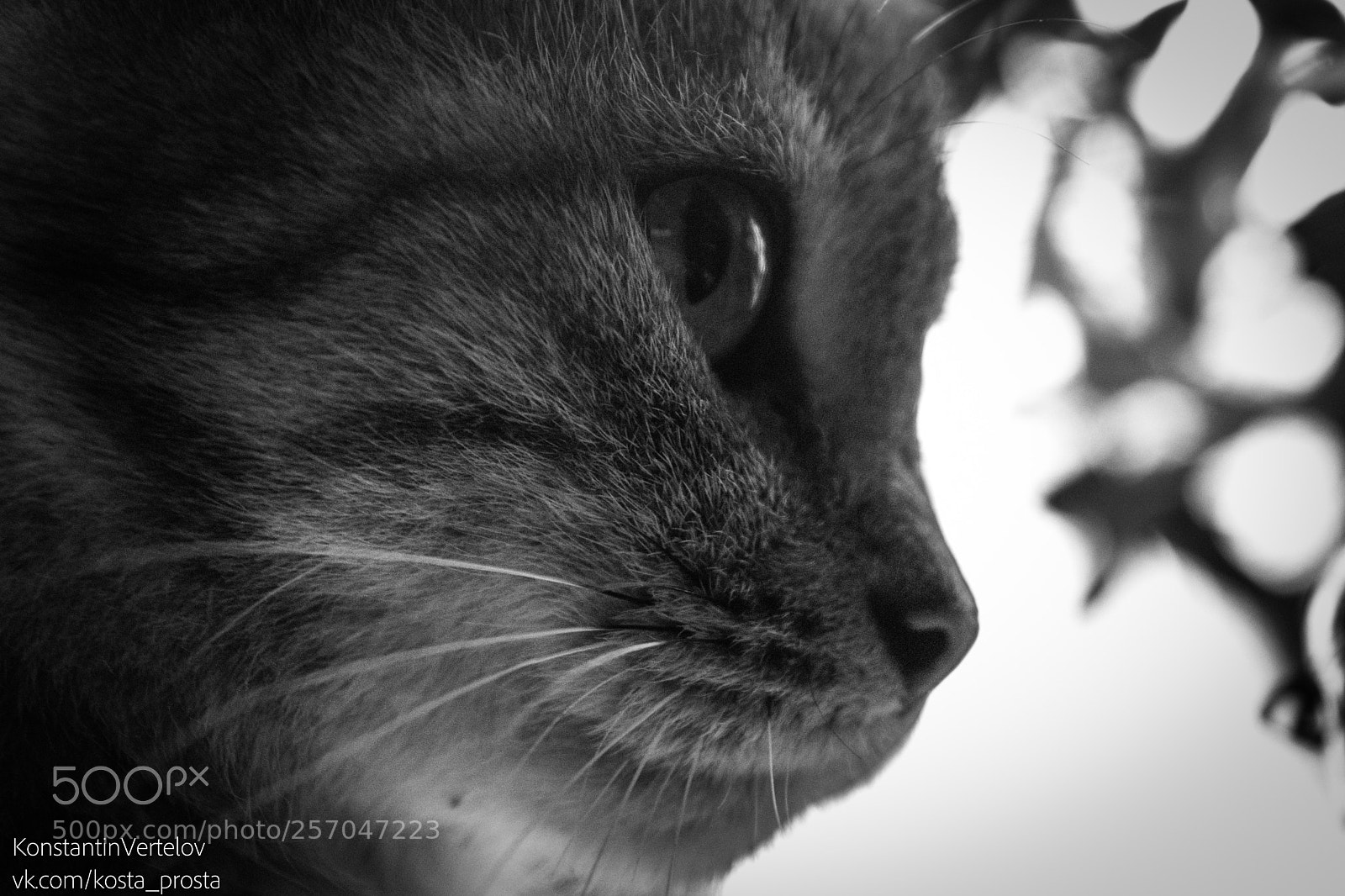 Nikon D3300 sample photo. Untitled photography
