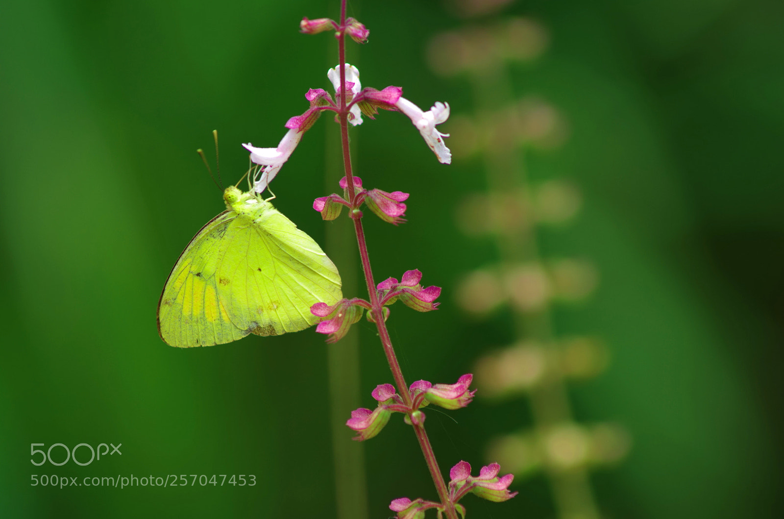 Pentax K-500 sample photo. Yellow orange tip ! photography