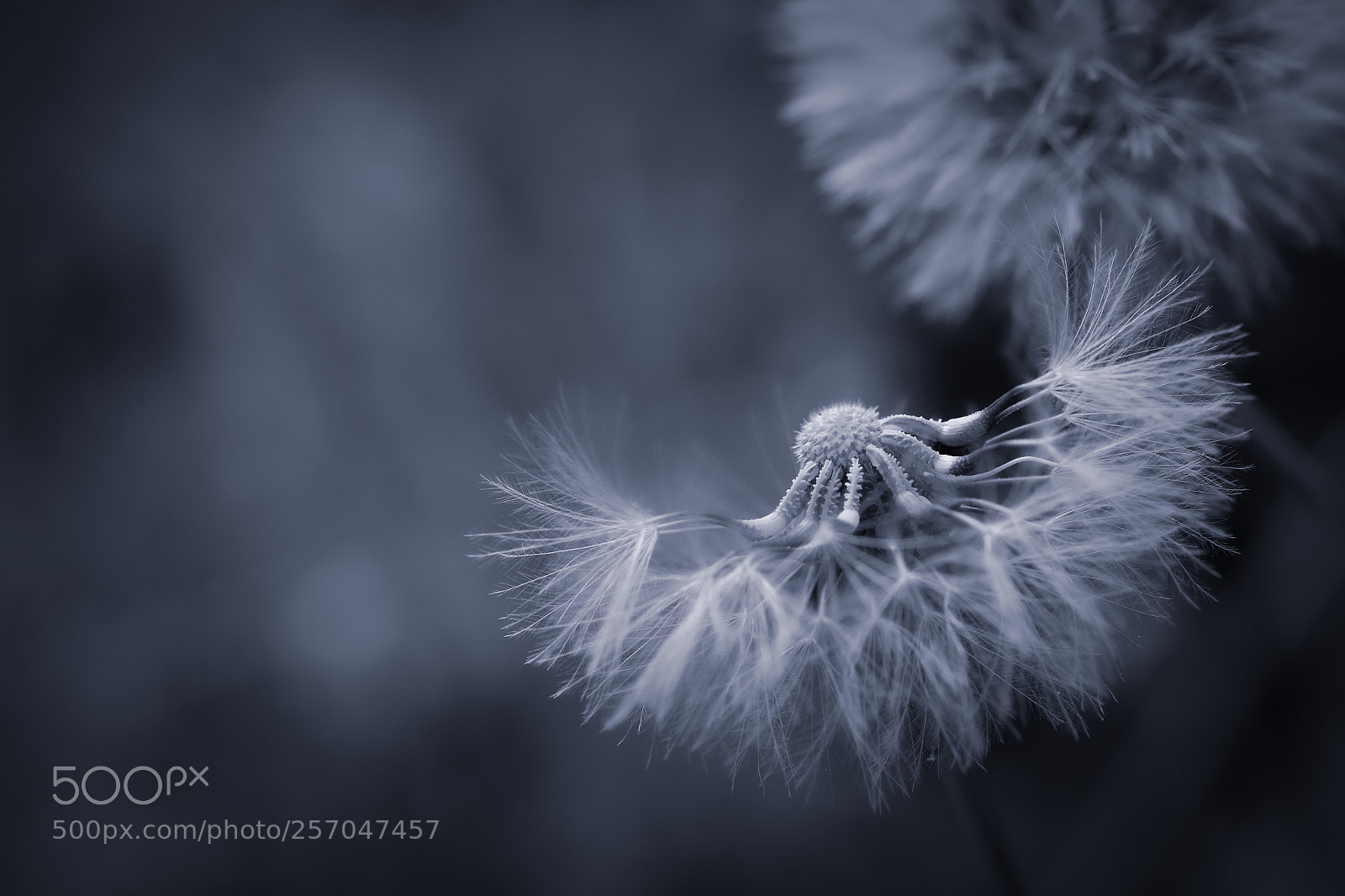 Fujifilm X-T1 sample photo. *** photography